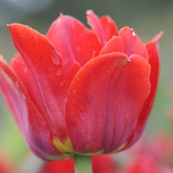 Tulip-Festival-2011